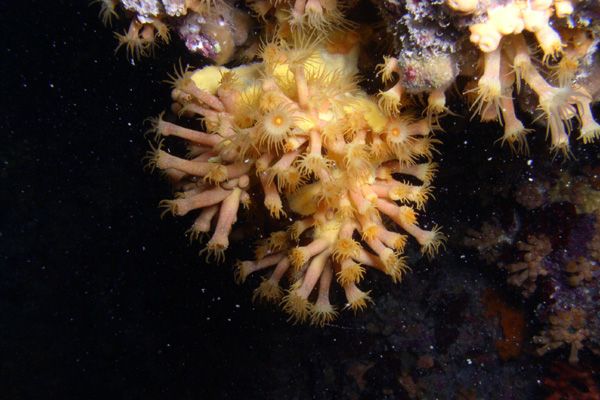 Anemones jaunes encroutantes  